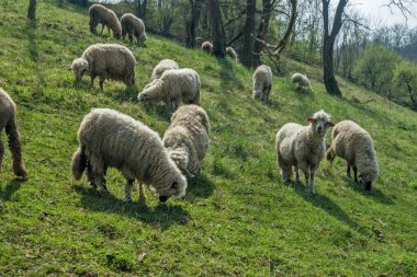 Koyun bir çayır erken Bahar 02 üzerinde