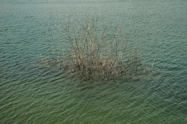 Trawa, która rośnie w niebieski zielony wody jezior 03 — Zdjęcie stockowe