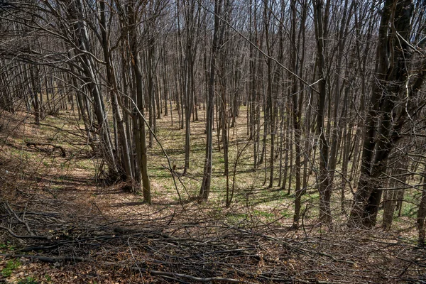 Foresta di faggio all'inizio della primavera — Foto Stock