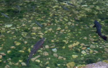 Bir dağ dere 05 altın ve sıradan alabalık