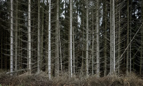 Dehydrated pine forest on the mountain 03 — Stock Photo, Image