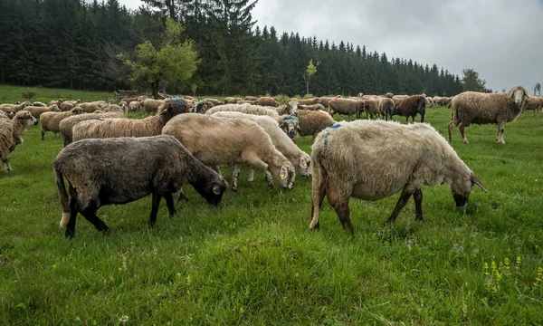 Ovelha peluda em um prado verde 27 — Fotografia de Stock