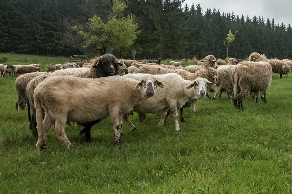 Волохаті вівці на зеленому лузі 35 — стокове фото