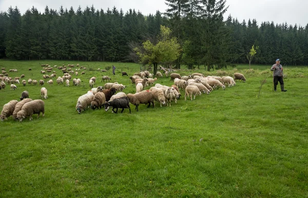 Ovelha peluda em um prado verde 21 — Fotografia de Stock