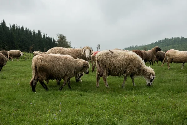 Ovelha peluda em um prado verde 38 — Fotografia de Stock