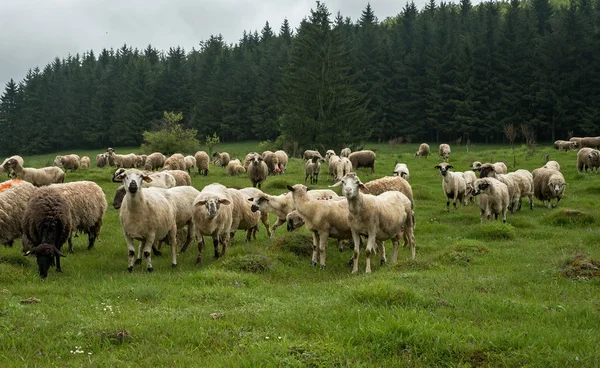 Oveja peluda en un prado verde 49 Imagen De Stock