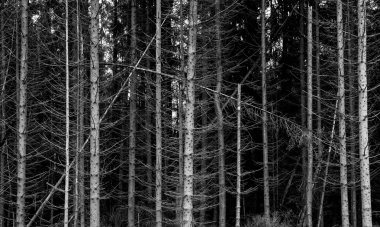 Kurutulmuş çam ormanı üzerinde dağ mono