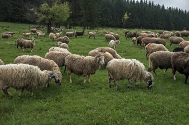 Yeşil çayır 32 tüylü koyun