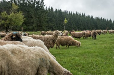 Yeşil çayır üzerinde tüylü koyun
