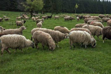 Yeşil çayır üzerinde tüylü koyun 