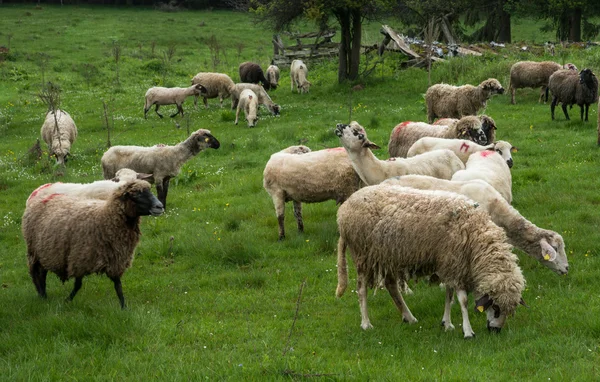 Ovelha peluda em um prado verde 24 — Fotografia de Stock