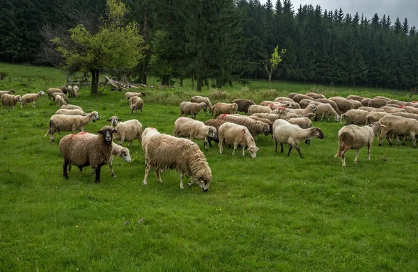 Chlupatá ovce na zelené louce — Stock fotografie