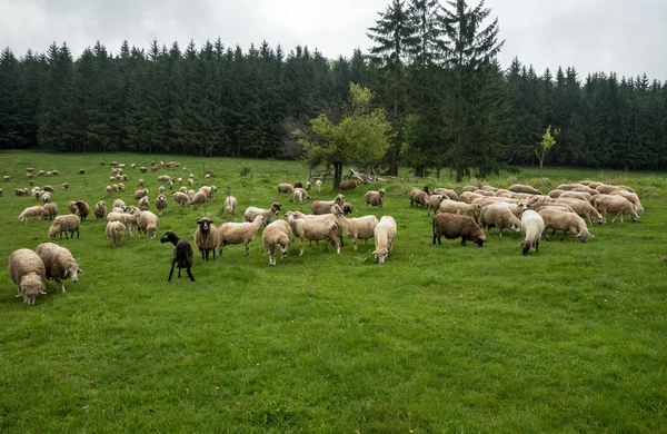 Ovelhas peludas em um prado verde — Fotografia de Stock