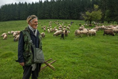 Yeşil çayır üzerinde tüylü koyun