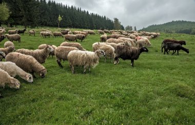 Yeşil çayır 34 tüylü koyun