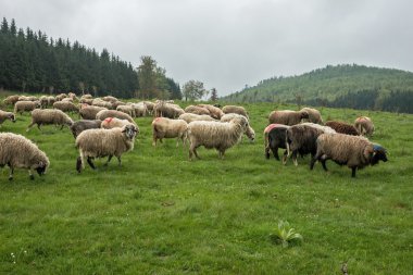 Yeşil çayır üzerinde tüylü koyun 