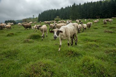 Otlakta otlayan koyunlar