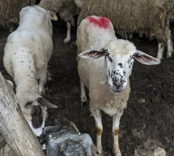 Sheep in a farmhouse — Stock Photo, Image