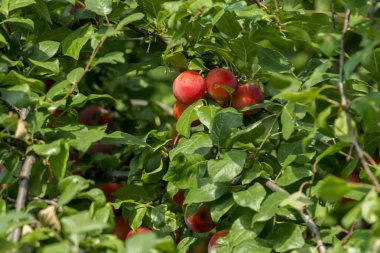 Şeftali ağacı ve bir meyve bahçesi