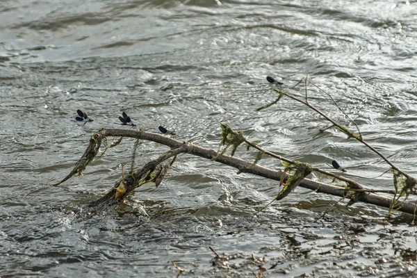 Rama de árboles en un río con libélulas —  Fotos de Stock