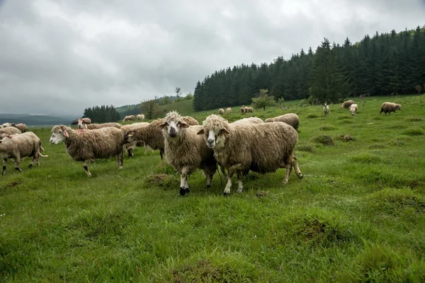Pasoucí se ovce na louce — Stock fotografie