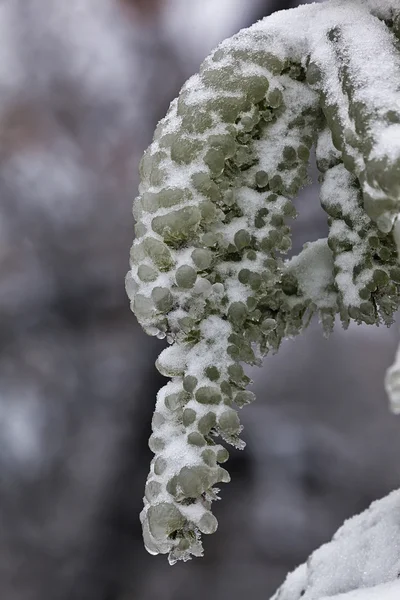 Зима 8 — стоковое фото