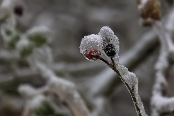 Inverno 15 — Fotografia de Stock