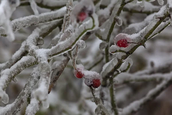 Winter 17 — Stockfoto