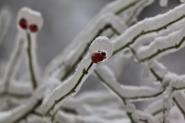 Inverno 19 — Fotografia de Stock