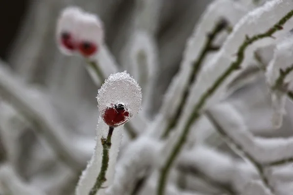 El invierno 20 — Foto de Stock