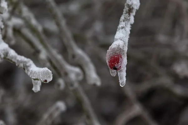 Inverno 21 — Foto Stock