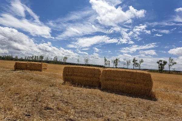 Kareler saman balya hasat buğday 9 sonra