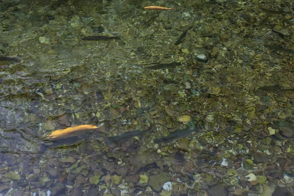 在清澈的水中的鳟鱼04 — 图库照片