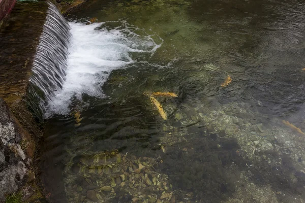 Alabalık ve şelale 02