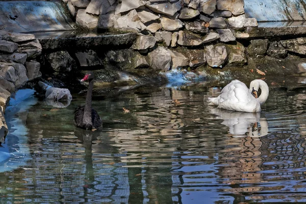 Cisnes blancos y negros en el agua verde01 —  Fotos de Stock