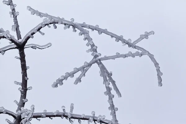 Albero congelato in inverno 03 — Foto Stock