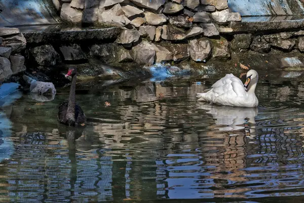 Чорно-білі лебеді в зеленій воді02 — стокове фото
