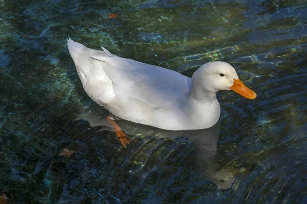 Gänse im grünen Wasser 05 — Stockfoto