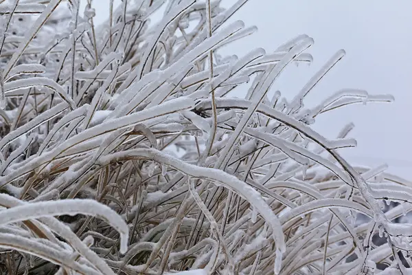 Plants in Winter 39 — Stock Photo, Image