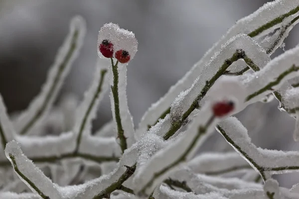 Plantas no Inverno 39 — Fotografia de Stock