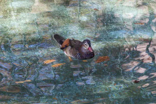 Pato colorido na água verde — Fotografia de Stock
