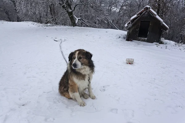 Guardian dog in winter 48 — Stock Photo, Image