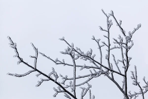 Fryst träd på vintern 6 — Stockfoto