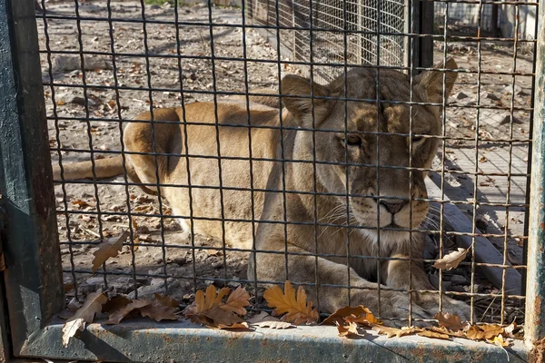 Lionne en cage derrière les grilles 02 — Photo