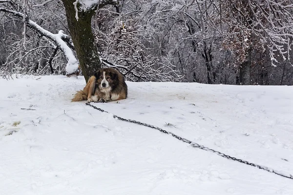 Guardian dog on the leashe in Winter 40 — Stock Photo, Image