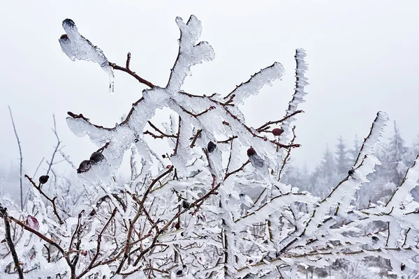 Rosehip in ice 03 — Stock Photo, Image