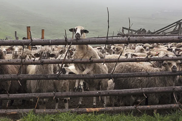 Ovce za plotem 1 — Stock fotografie