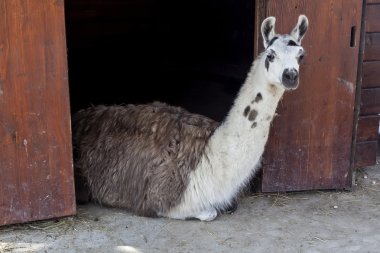 Lama kafeste 02 çitin arkasında