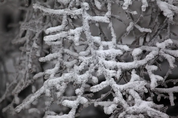 Frozen tree in Winter 52 — Stock Photo, Image