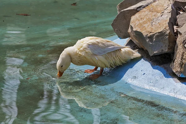 Aves coloridas 2 — Fotografia de Stock